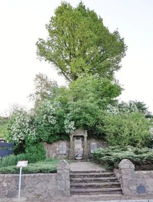 8 Eiche &uuml;ber dem Denkmal, gesetzt am 1  Mai 1933 