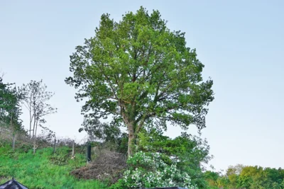 9 Der am 1  mai 1933 gesetzte Einzelbaum war eine Hitler-Eiche 