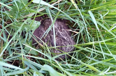Hase 1 im hohen Gras 