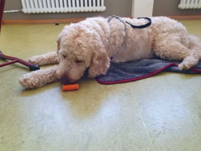 Foto des Albums: Ausbildung zum Schulhund