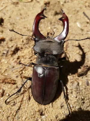 ein gro&szlig;es M&auml;nnchen 9 cm 