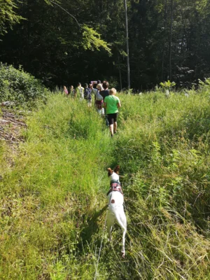 Foto des Albums: Waldtage 2026