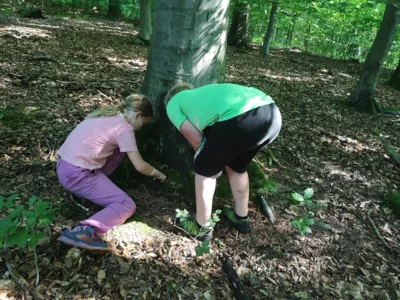 Foto des Albums: Waldtage 2026