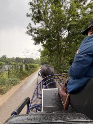 Foto des Albums: Naturparkritt zum „Plessaer Sommerzauber“