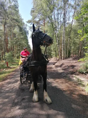 Foto des Albums: Naturparkritt zum „Plessaer Sommerzauber“