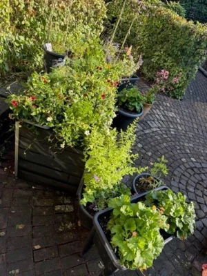 Foto des Albums: Pflanzaktion der Klasse 4a