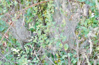 An der Gespinstmotte f&uuml;hrte kein weg vorbei 