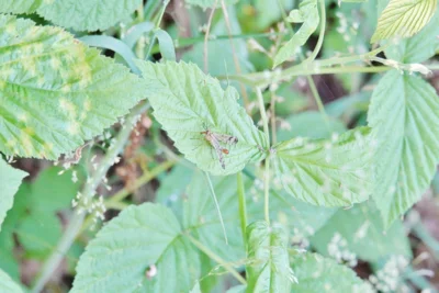 Auch Insekten wurden beobachtet 