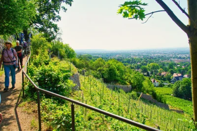 Foto des Albums: Wanderwoche Sächsischer Weinwanderweg (01.07.2026)