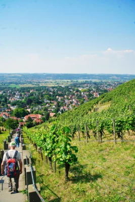 Foto des Albums: Wanderwoche Sächsischer Weinwanderweg (01.07.2026)