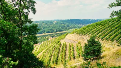 Foto des Albums: Wanderwoche Sächsischer Weinwanderweg (01.07.2026)