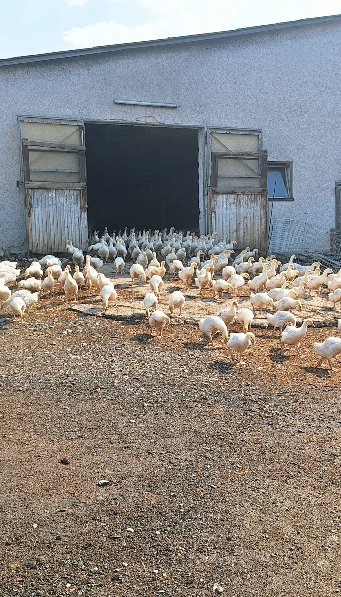 Bild: Freilassen der Gänse