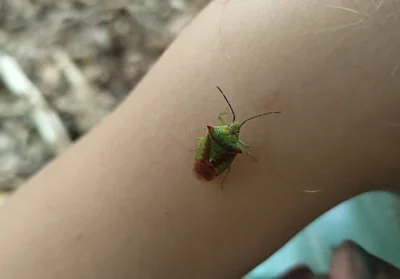 Und jetzt kleine Drachenkunde 