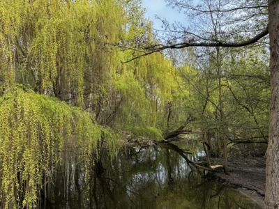 Foto des Albums: Wanderbericht: Tegeler Forst und Tegeler See