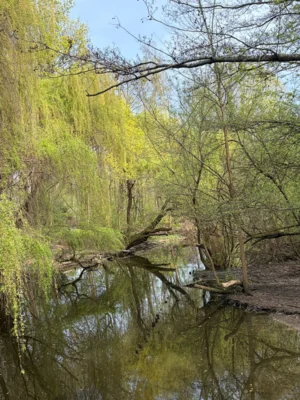Foto des Albums: Wanderbericht: Tegeler Forst und Tegeler See