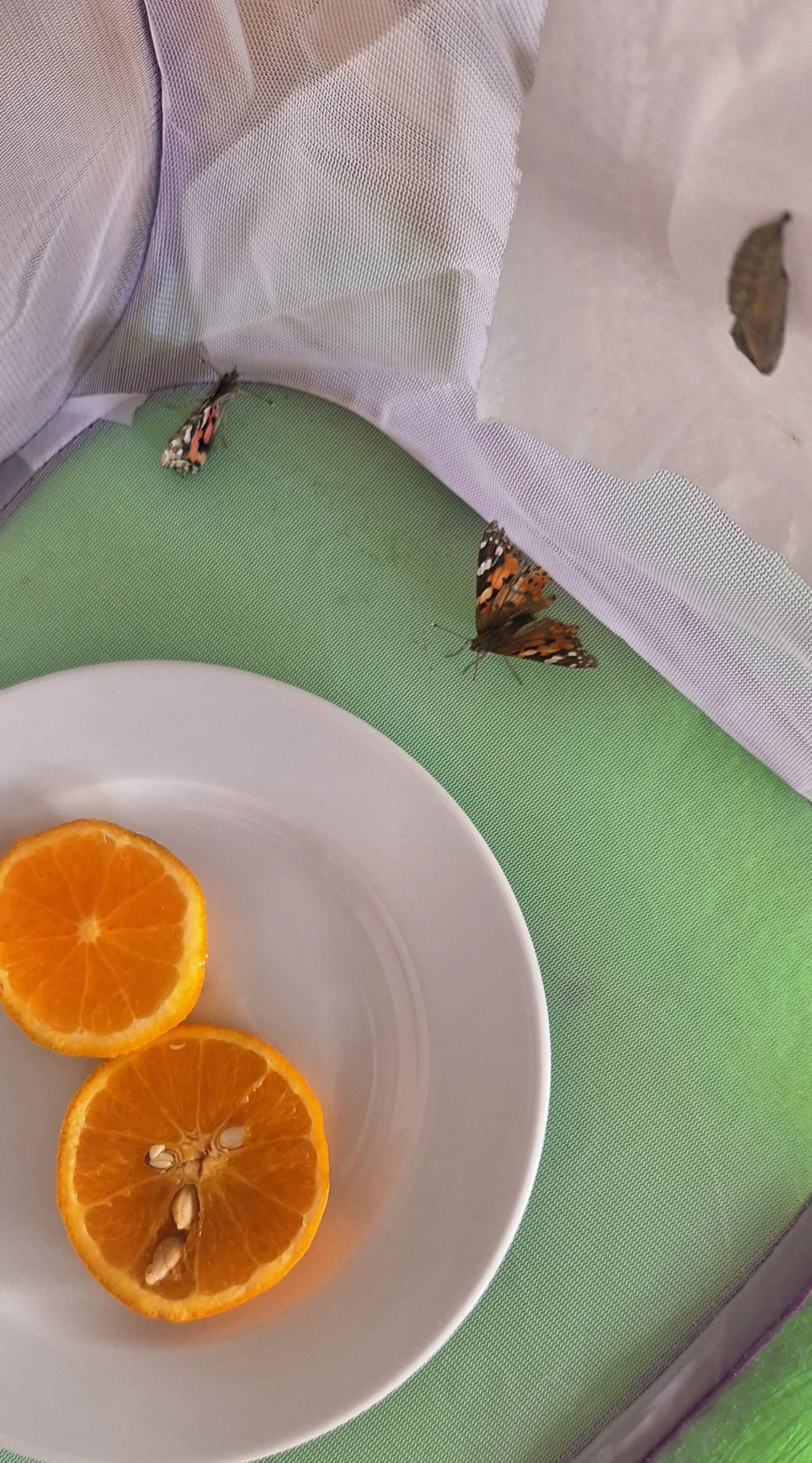 Bild: der erste Schmetterling ist geschlüpft