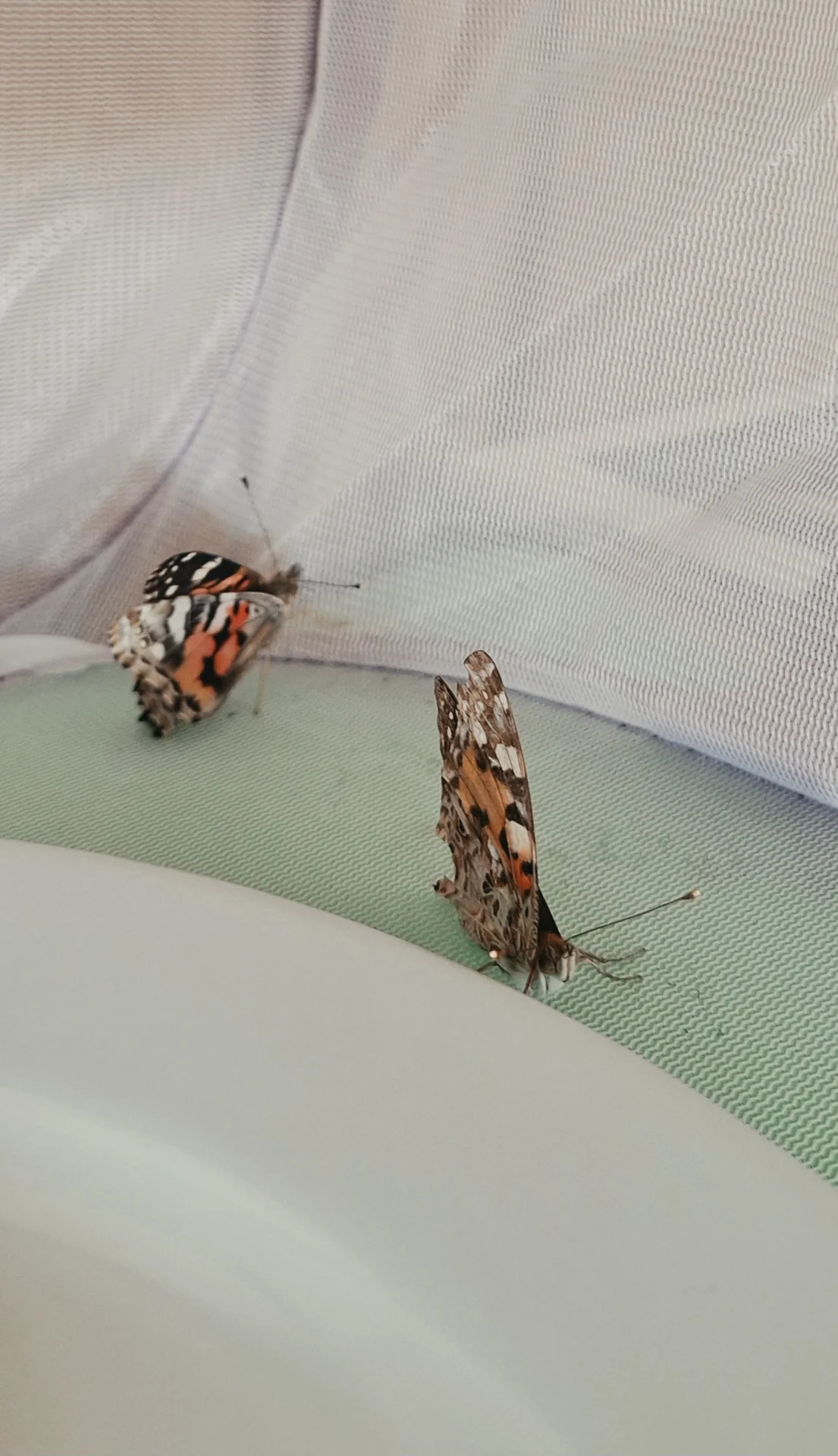 Bild: ein zweiter Schmetterling wurde zufällig in der Natur gerettet