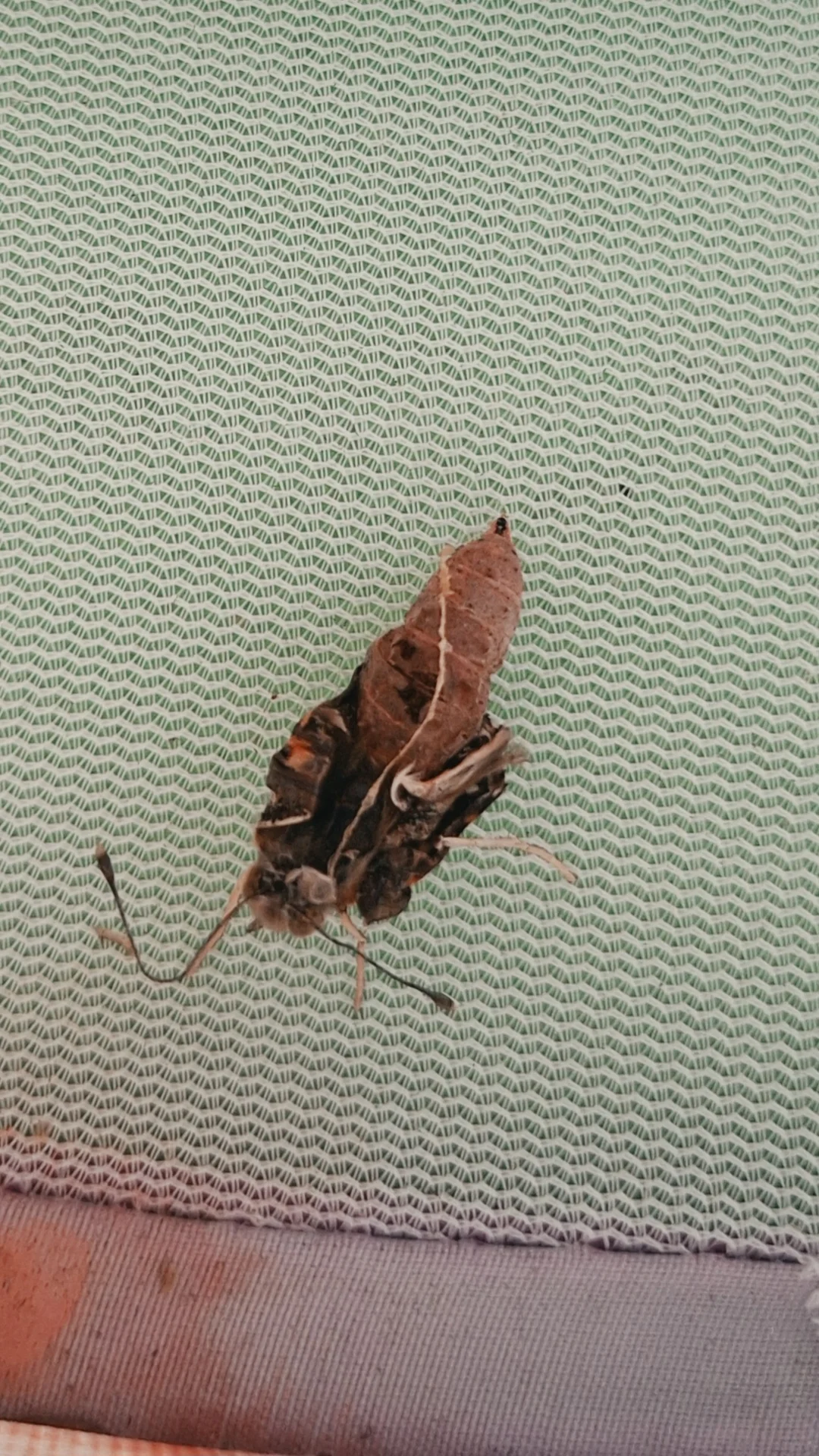 Bild: Schmetterling beim Schlüpfen