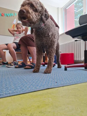 Foto des Albums: Erfolgreiche Schulhund-Prüfung: Ilvy hat gemeinsam mit den Kindern den Praxistest bestanden