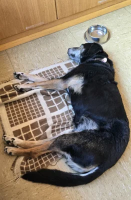 Caspar der QiGong-Hund ist total entspannt 