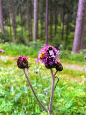 Foto des Albums: 14. Burgstädter Fichtelbergmarsch am 04.07.2026