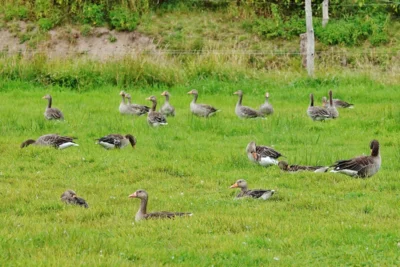 Die Wiesen voller G&auml;nse 