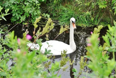 Der Schwan hat gefaucht 