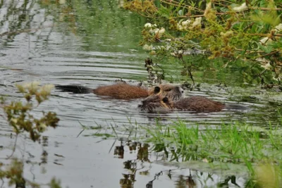 Ach jeh - Nutria, gleich zwei 
