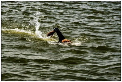 Foto des Albums: Seeschwimmen 2026