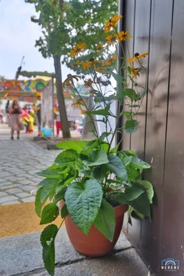 Foto des Albums: Stadtfest Calau (16.08.2026)