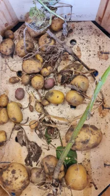 Fotoalbum Kartoffel-Ernte im Schulgarten