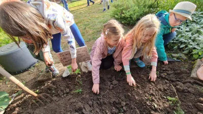 Foto des Albums: Kartoffel-Ernte im Schulgarten