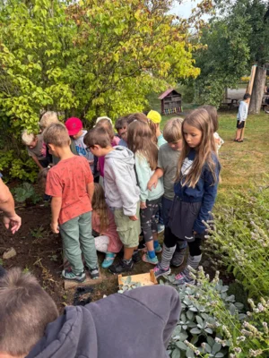Foto des Albums: Kartoffel-Ernte im Schulgarten