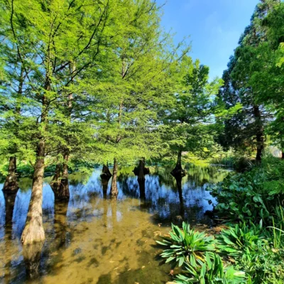 Foto des Albums: Seniorenausfahrt ins Aboretum Ellerhoop