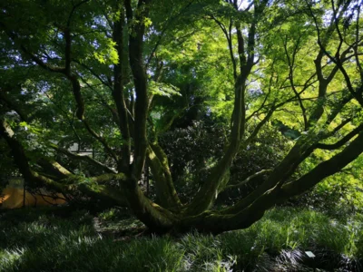 Foto des Albums: Seniorenausfahrt ins Aboretum Ellerhoop