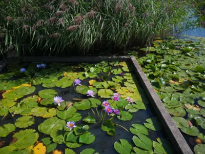 Foto des Albums: Seniorenausfahrt ins Aboretum Ellerhoop
