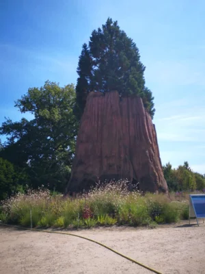 Foto des Albums: Seniorenausfahrt ins Aboretum Ellerhoop