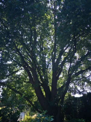 Foto des Albums: Seniorenausfahrt ins Aboretum Ellerhoop