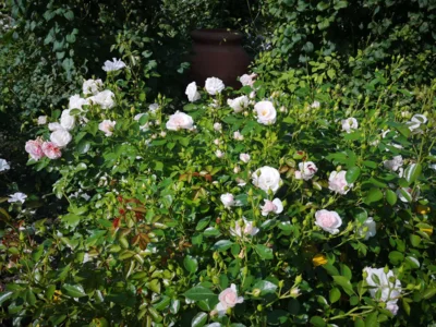 Foto des Albums: Seniorenausfahrt ins Aboretum Ellerhoop
