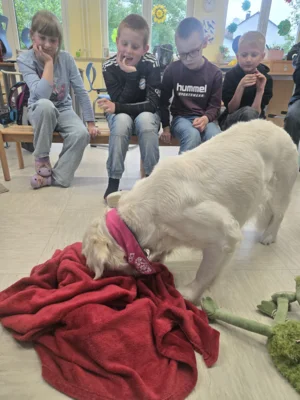 Foto des Albums: Hundepause
