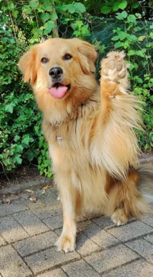 zuk&uuml;nftiger Schulhund  (Bild vergr&ouml;&szlig;ern)