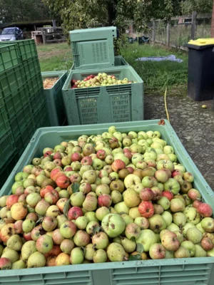 Foto des Albums: Vom Apfel zum Apfelsaft
