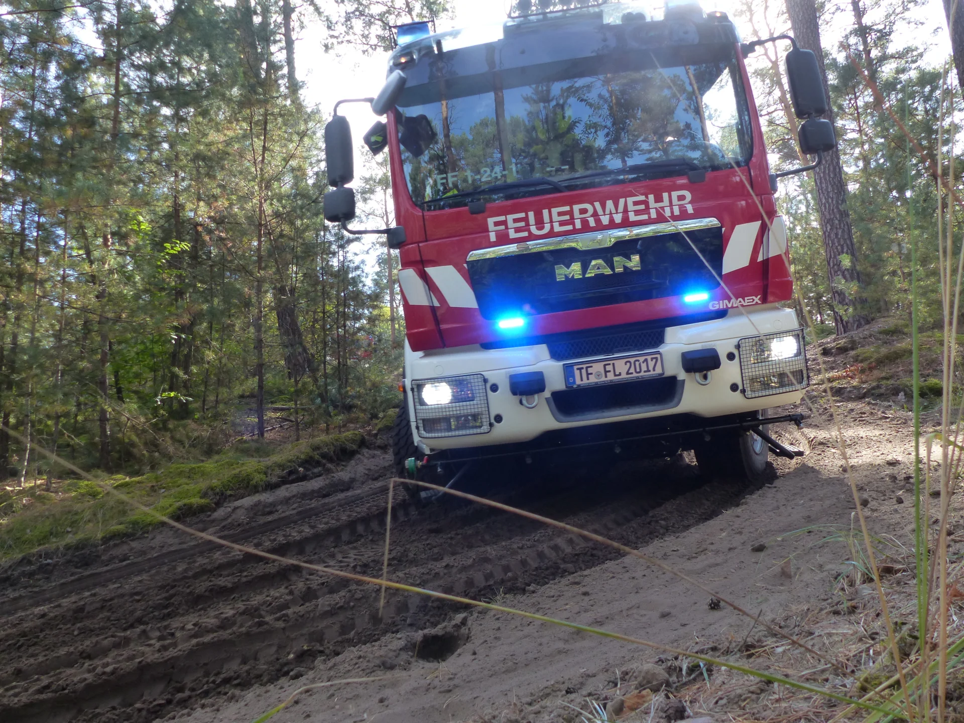 Bild: Im Wald