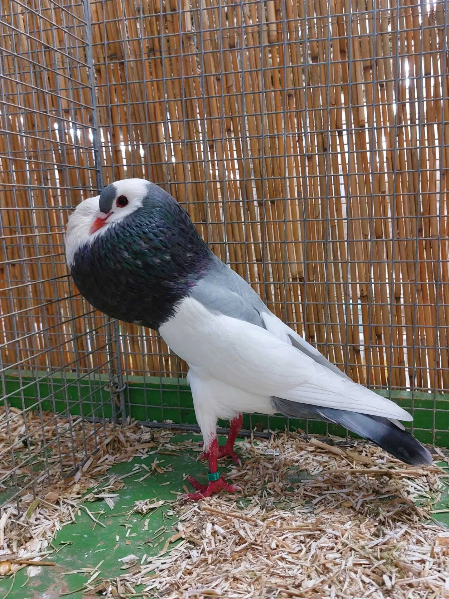 Bild: 0,1 blaugeganselt von Alfred Krause