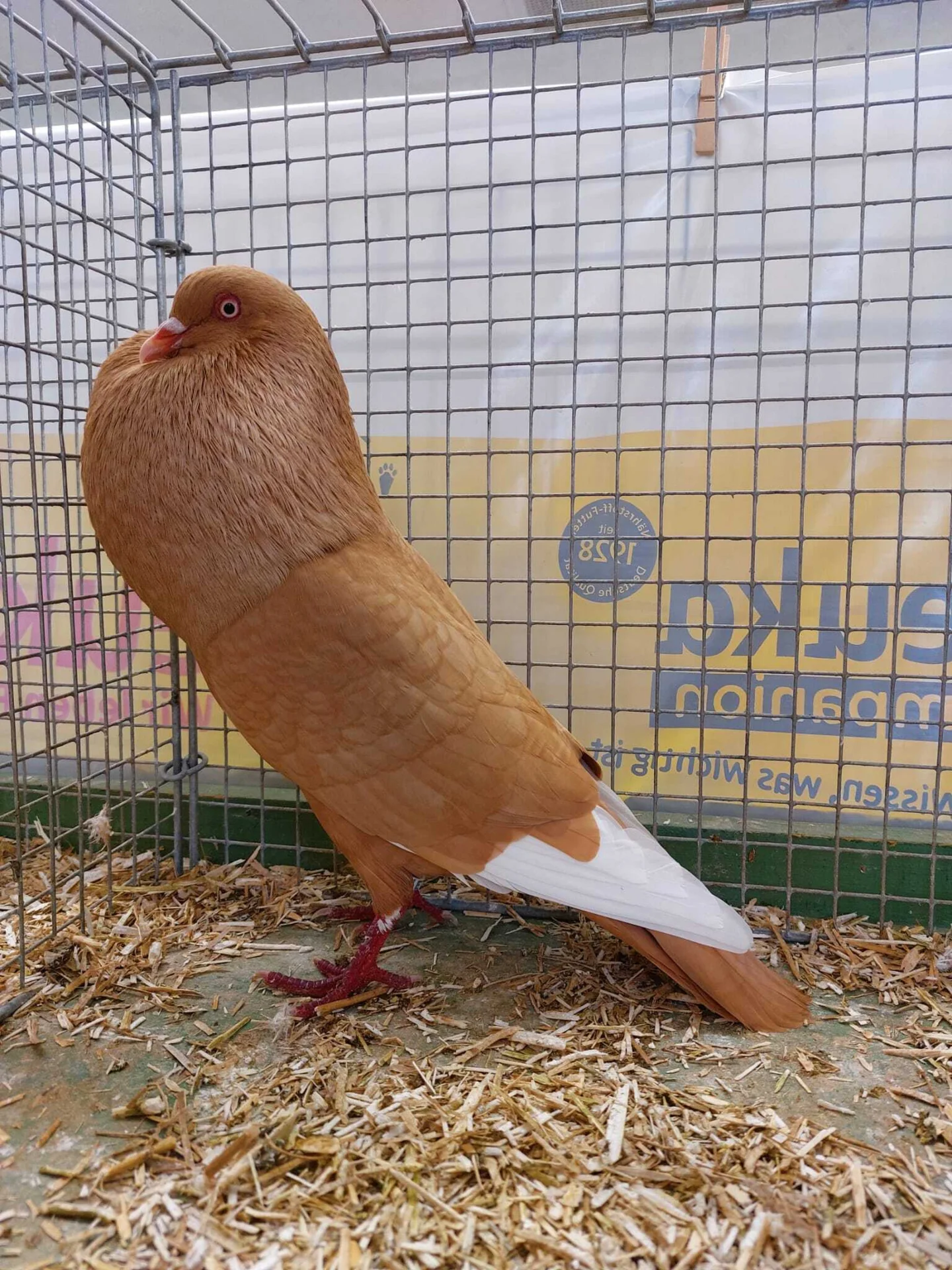 Bild: 1,0 gelb mit weißen Schwingen von Reimund Lüder