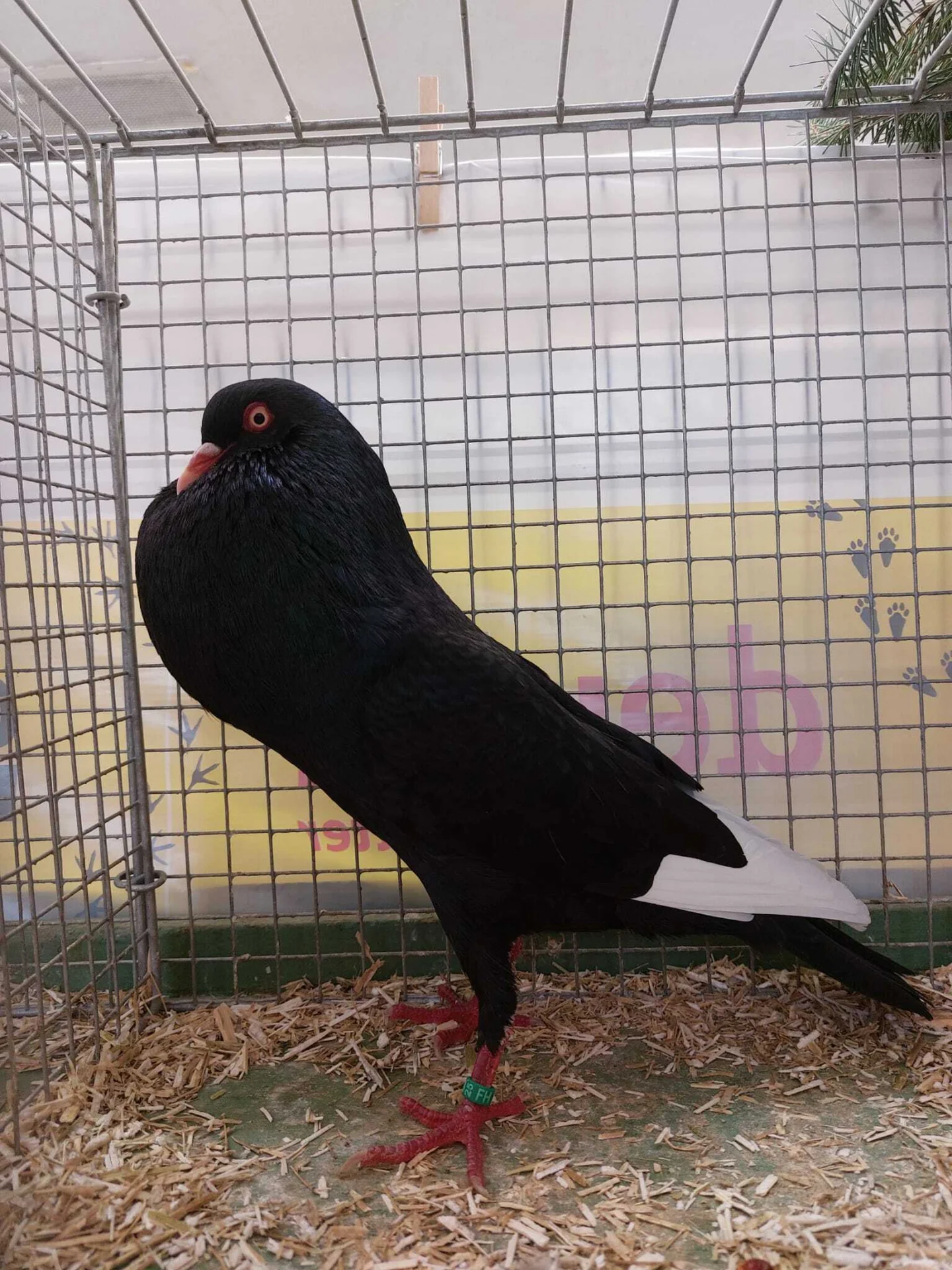 Bild: 1,0 schwarz mit weißen Schwingen von Reimund Lüder