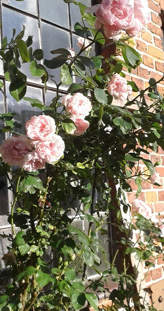 Rosen