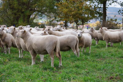 Die Erfassung und züchterische Bearbeitung der Schwanzlänge ist ein Schwerpunkt des TWZ Schaf. Bild: MuD Tierschutz/BLE (Bild vergrößern)