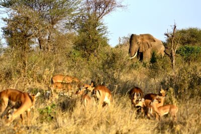 Veranstaltung: Vortrag - Serengeti-Nationalpark