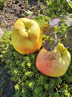 Foto: RVB (Bild vergr&ouml;&szlig;ern)